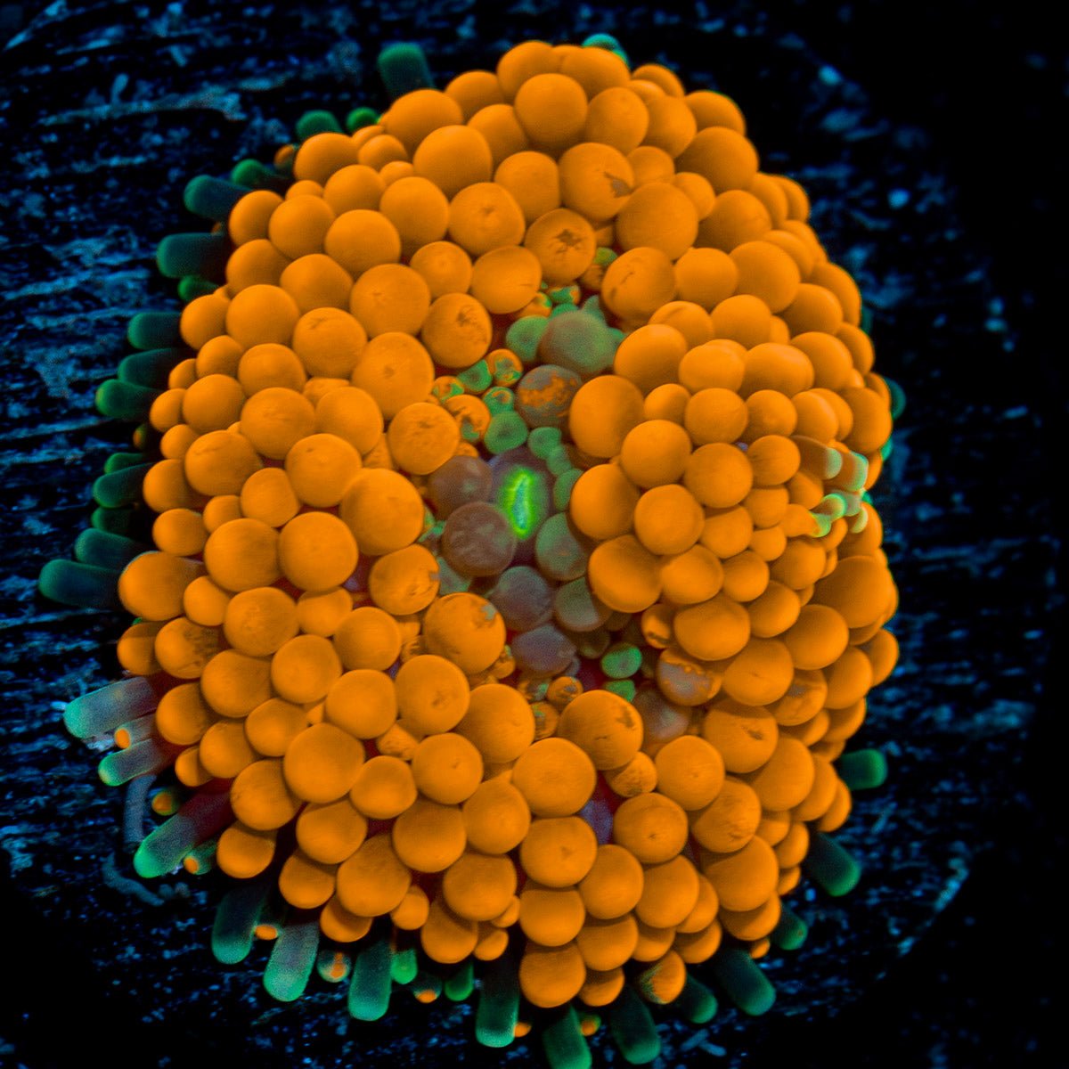 Orange Ricordea Mushroom Coral with mushroom disc in reef aquarium