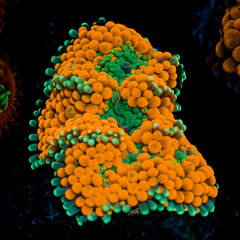 Orange Ricordea Mushroom Coral with mushroom disc in reef aquarium