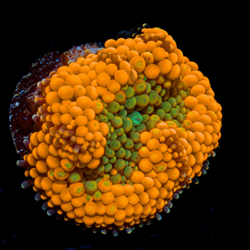 Orange Ricordea Mushroom Coral with mushroom disc in reef aquarium