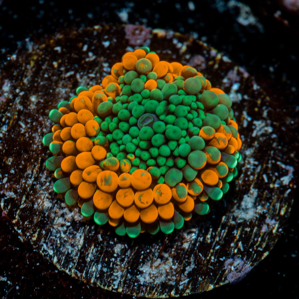Orange Ricordea Mushroom Coral