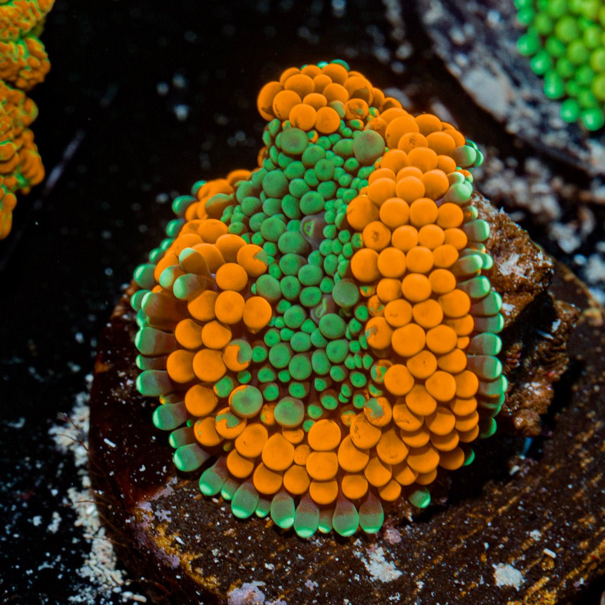 Orange Ricordea Mushroom Coral