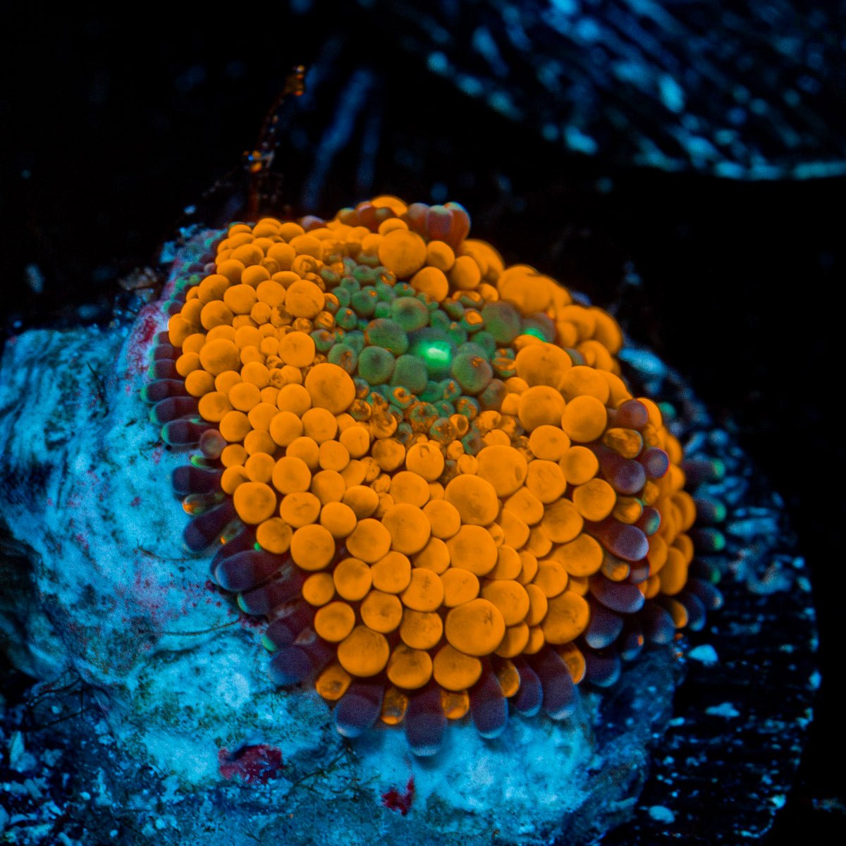 Orange Ricordea Mushroom Coral
