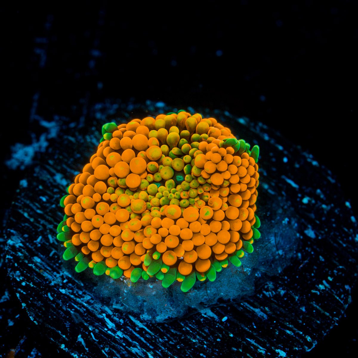 Orange Ricordea Mushroom Coral