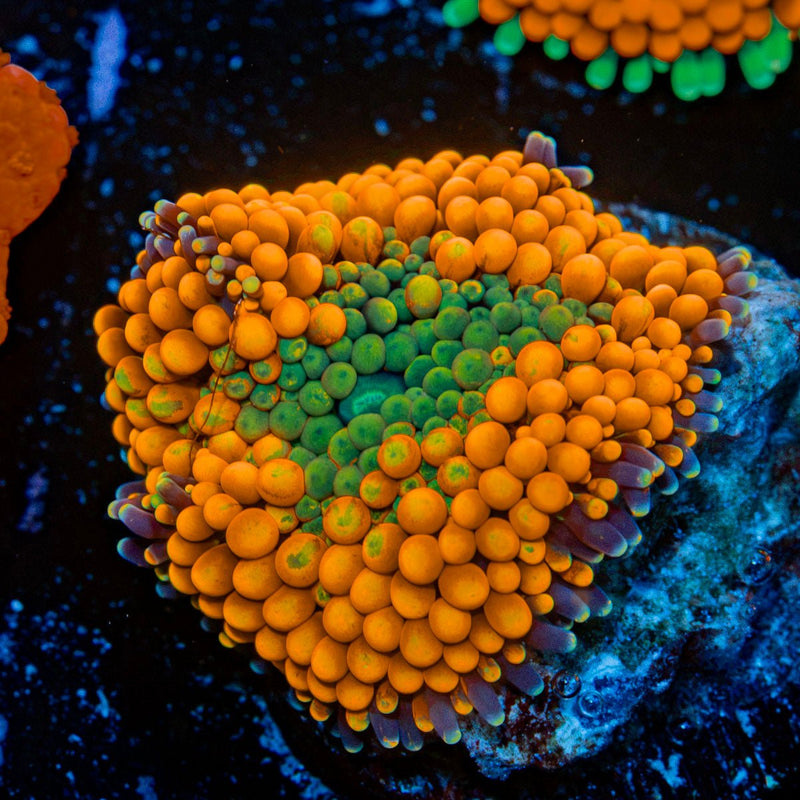 Orange Ricordea Mushroom Coral with mushroom disc in reef aquarium