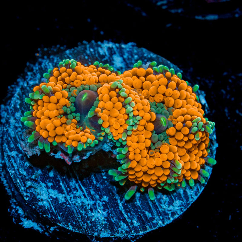 Orange Ricordea Mushroom Coral with mushroom disc in reef aquarium