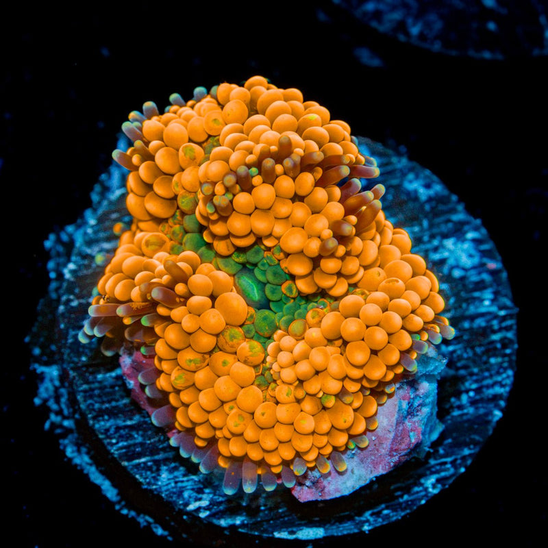Orange Ricordea Mushroom Coral with mushroom disc in reef aquarium