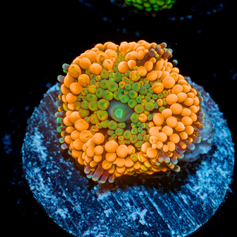 Orange Ricordea Mushroom Coral with mushroom disc in reef aquarium