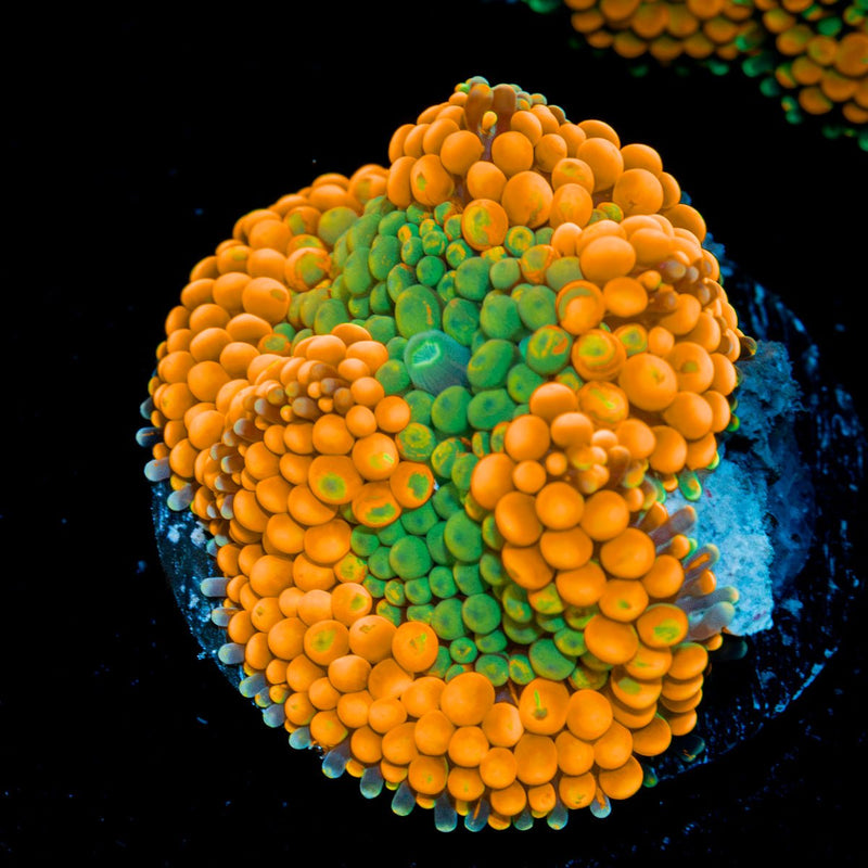Orange Ricordea Mushroom Coral with mushroom disc in reef aquarium