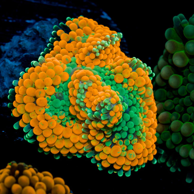 Orange Ricordea Mushroom Coral with mushroom disc in reef aquarium