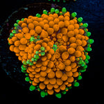 Orange Ricordea Mushroom Coral with mushroom disc in reef aquarium