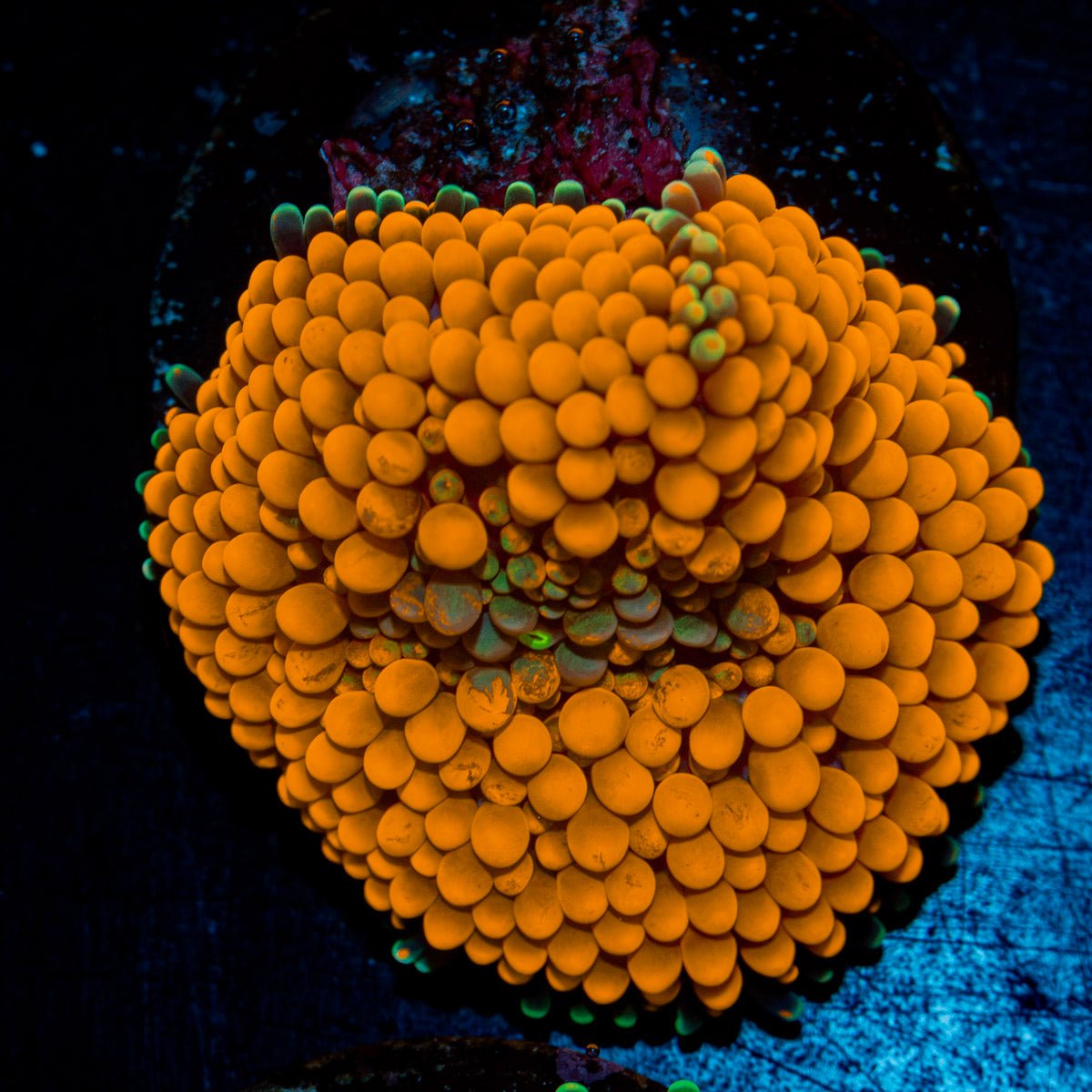 Orange Ricordea Mushroom Coral with mushroom disc in reef aquarium