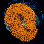 Orange Ricordea Mushroom Coral with mushroom disc in reef aquarium