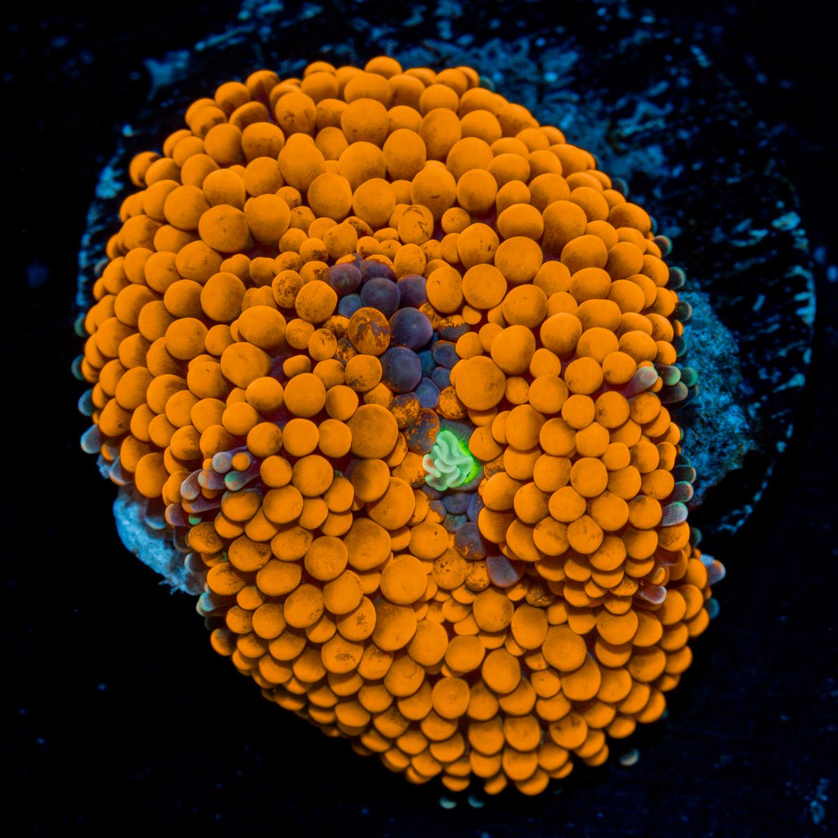 Orange Ricordea Mushroom Coral with mushroom disc in reef aquarium