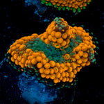 Orange Ricordea Mushroom Coral with mushroom disc in reef aquarium