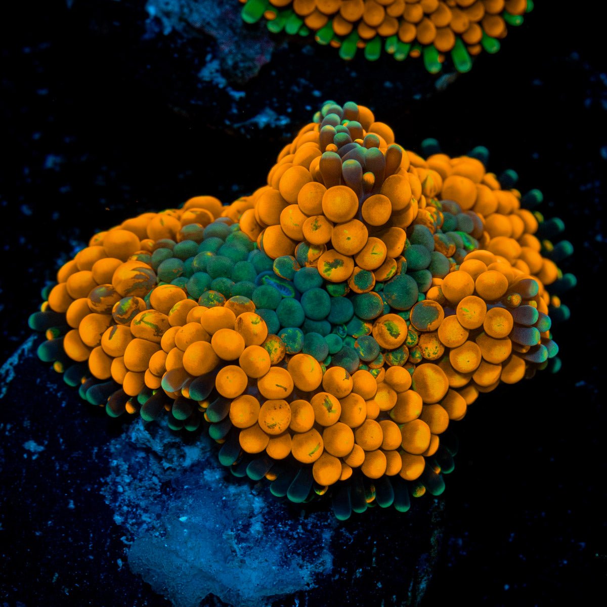 Orange Ricordea Mushroom Coral with mushroom disc in reef aquarium