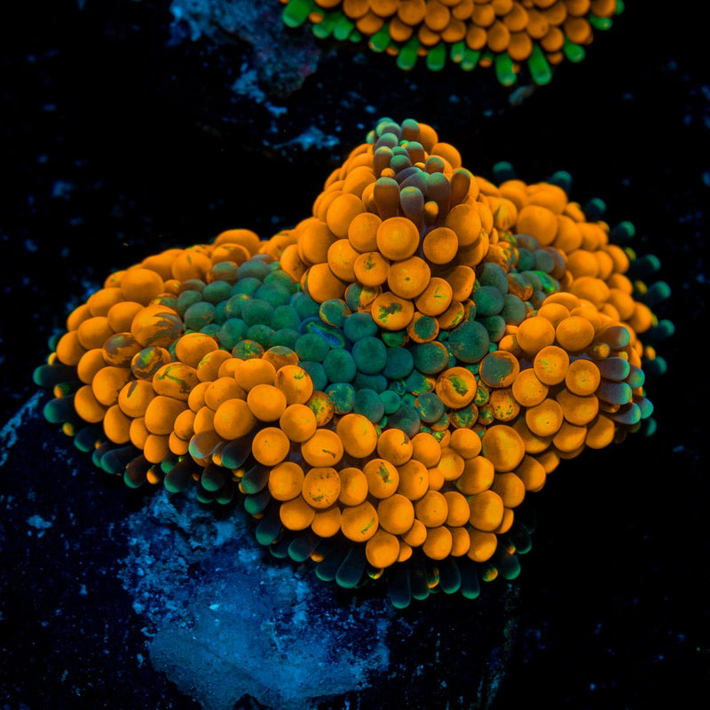 Orange Ricordea Mushroom Coral with mushroom disc in reef aquarium