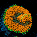Orange Ricordea Mushroom Coral with mushroom disc in reef aquarium