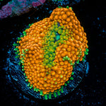 Orange Ricordea Mushroom Coral with mushroom disc in reef aquarium