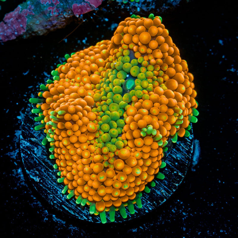 Orange Ricordea Mushroom Coral with mushroom disc in reef aquarium