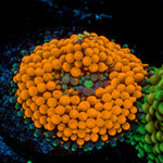 Orange Ricordea Mushroom Coral with mushroom disc in reef aquarium