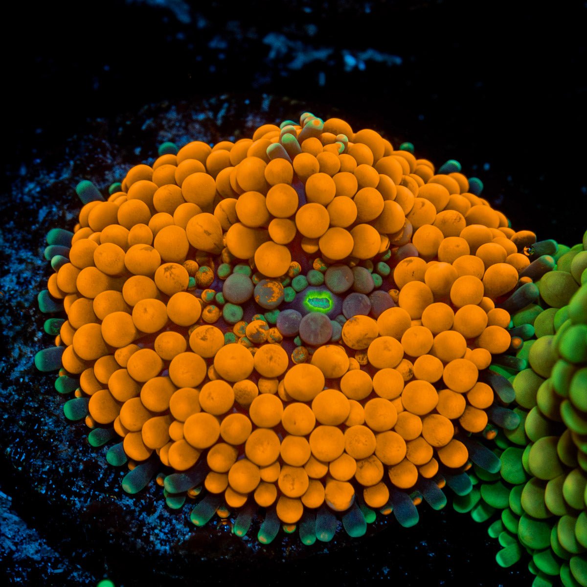 Orange Ricordea Mushroom Coral with mushroom disc in reef aquarium