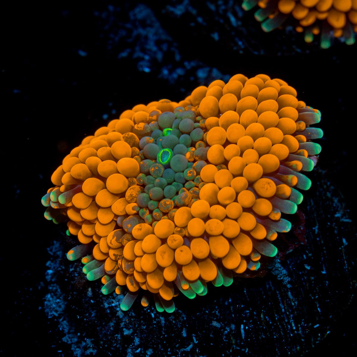 Orange Ricordea Mushroom Coral with mushroom disc in reef aquarium