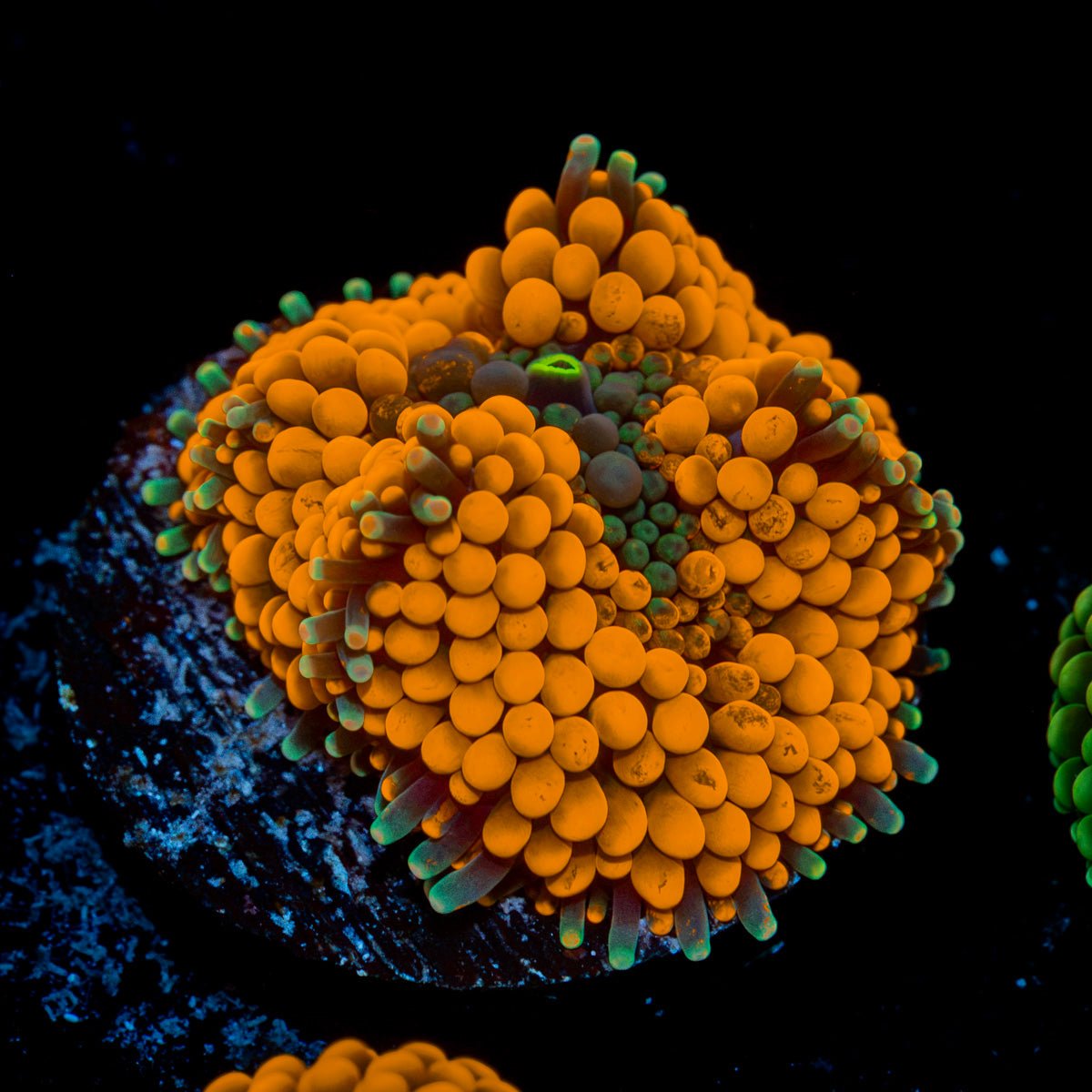 Orange Ricordea Mushroom Coral with mushroom disc in reef aquarium