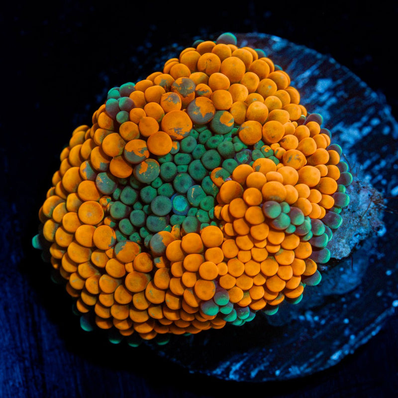 Orange Ricordea Mushroom Coral with mushroom disc in reef aquarium