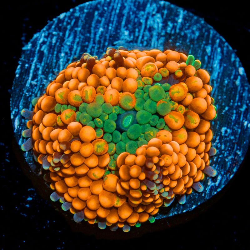 Orange Ricordea Mushroom Coral with mushroom disc in reef aquarium