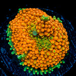 Orange Ricordea Mushroom Coral with mushroom disc in reef aquarium