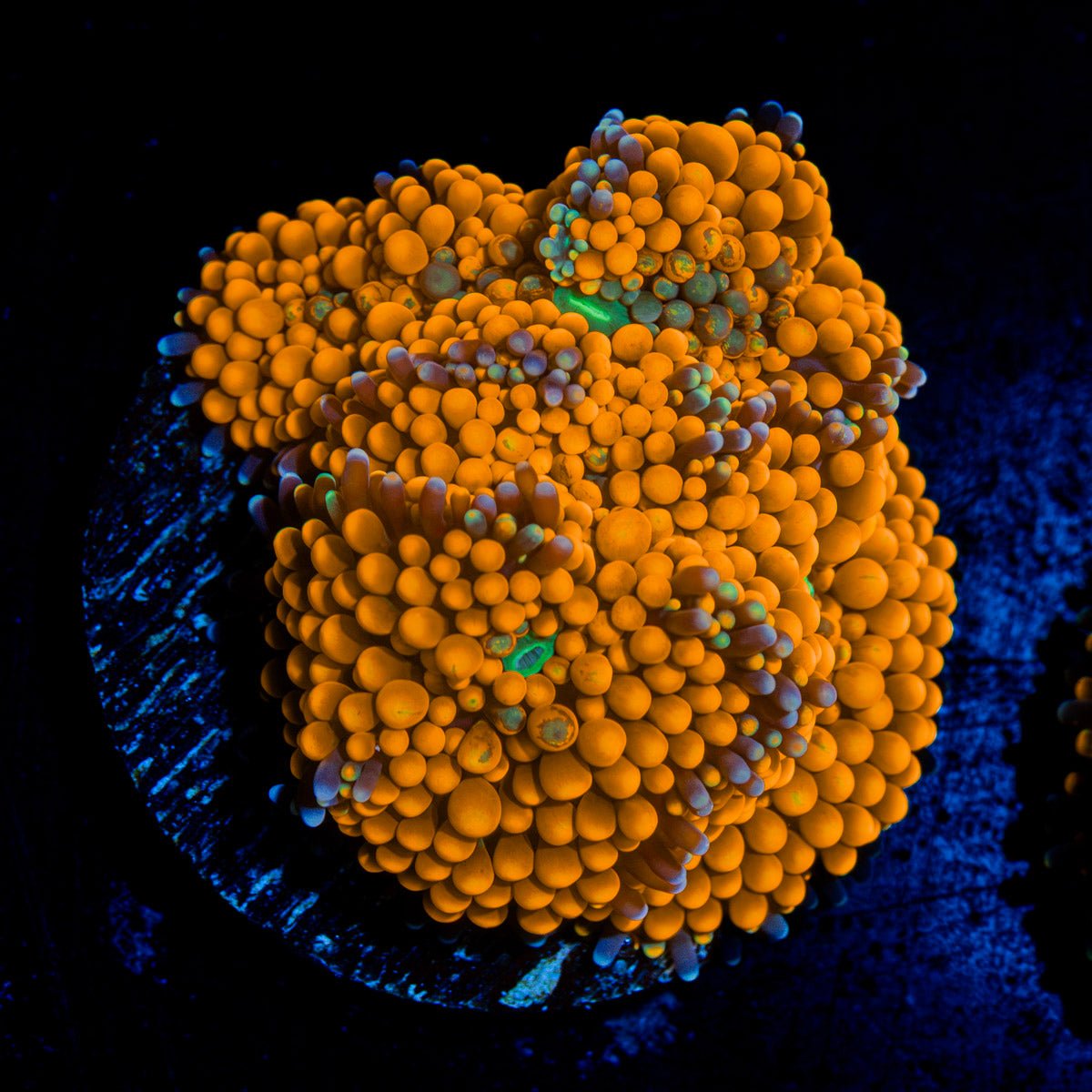 Orange Ricordea Mushroom Coral with mushroom disc in reef aquarium