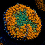 Orange Ricordea Mushroom Coral with mushroom disc in reef aquarium