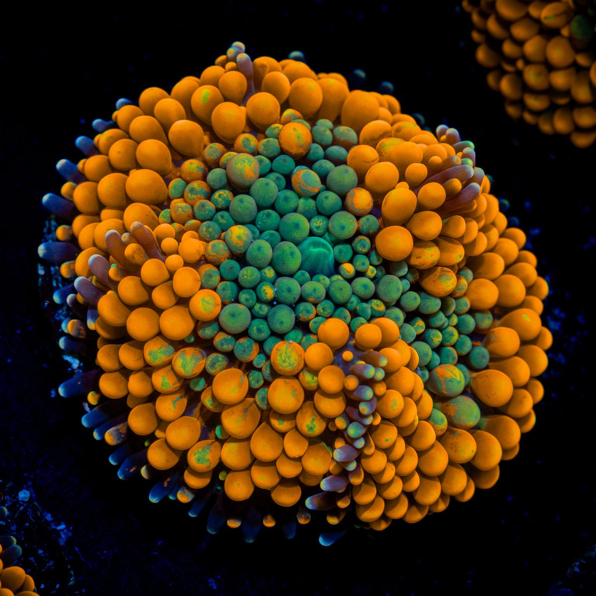 Orange Ricordea Mushroom Coral with mushroom disc in reef aquarium