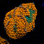 Orange Ricordea Mushroom Coral with mushroom disc in reef aquarium