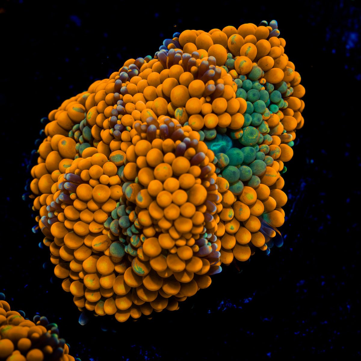 Orange Ricordea Mushroom Coral with mushroom disc in reef aquarium