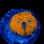 Orange Ricordea Mushroom Coral with mushroom disc in reef aquarium