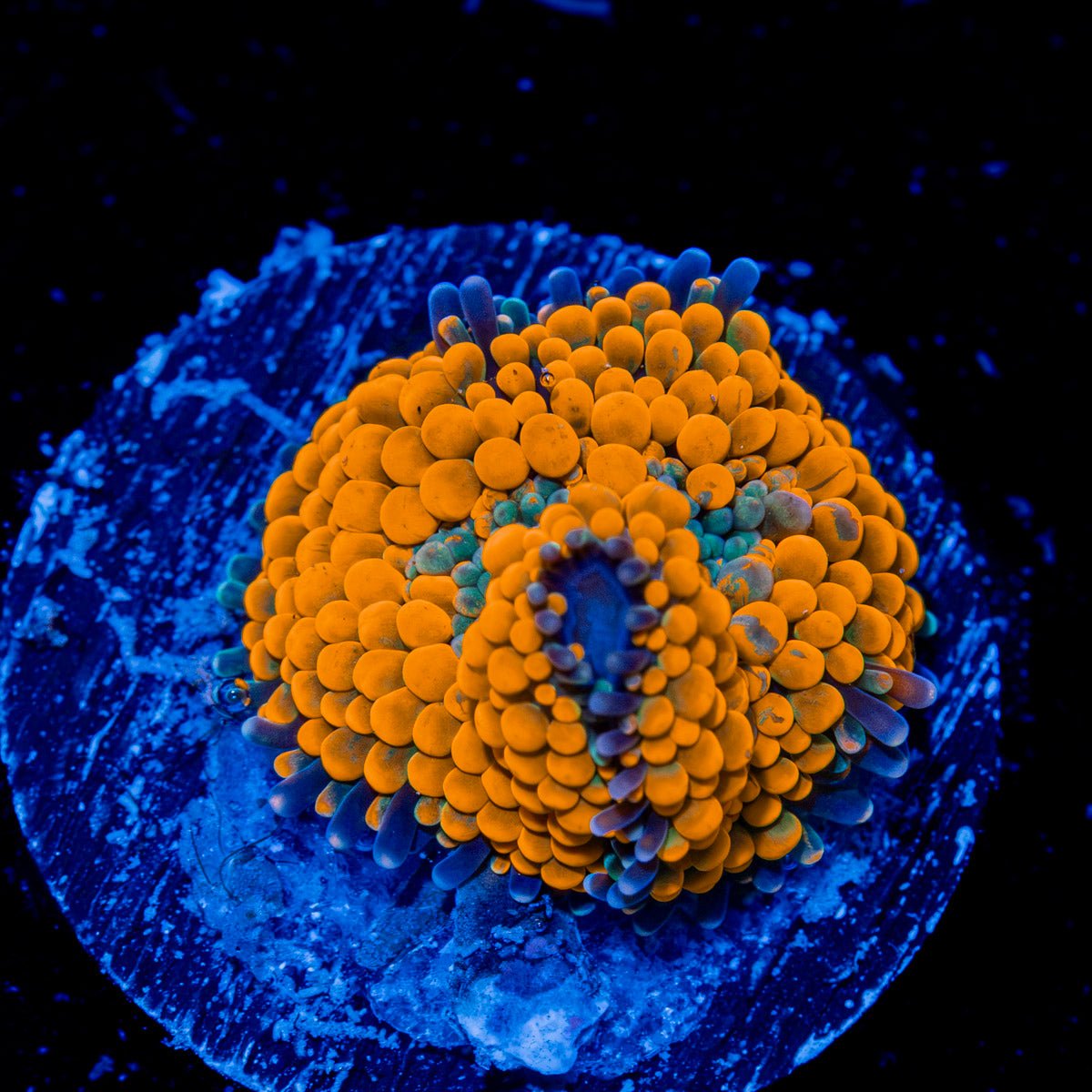 Orange Ricordea Mushroom Coral with mushroom disc in reef aquarium
