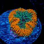 Orange Ricordea Mushroom Coral with mushroom disc in reef aquarium