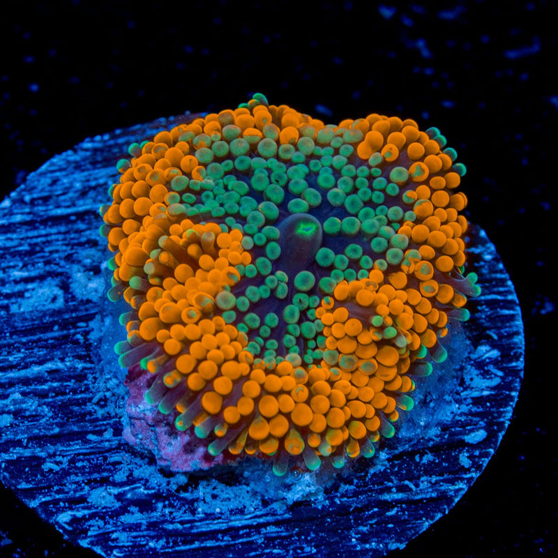 Orange Ricordea Mushroom Coral with mushroom disc in reef aquarium