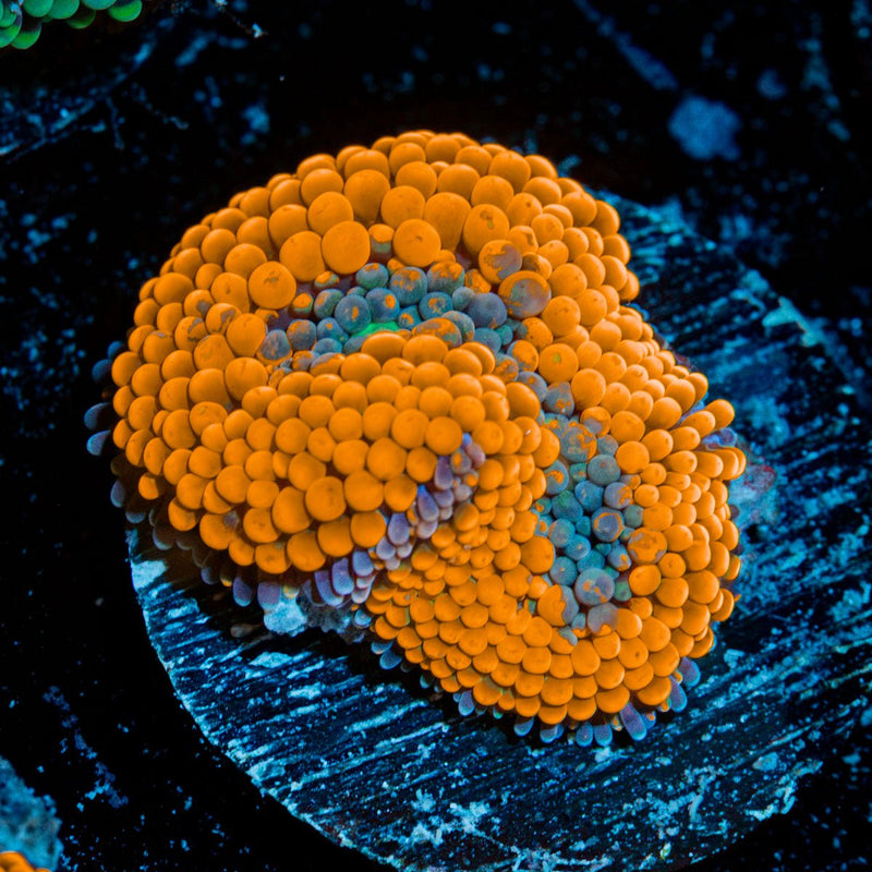 Orange Ricordea Mushroom Coral with mushroom disc in reef aquarium