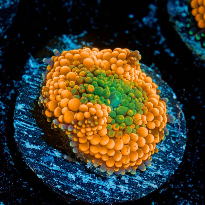 Orange Ricordea Mushroom Coral with mushroom disc in reef aquarium
