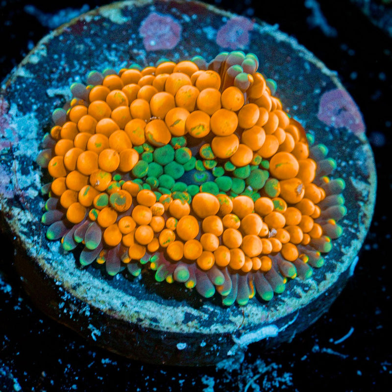 Orange Ricordea Mushroom Coral with mushroom disc in reef aquarium