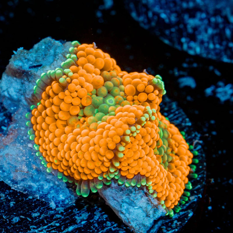 Orange Ricordea Mushroom Coral with mushroom disc in reef aquarium