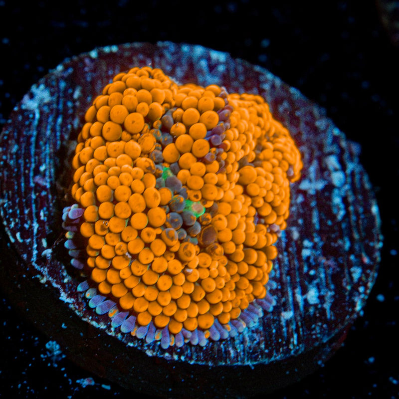 Orange Ricordea Mushroom Coral with mushroom disc in reef aquarium