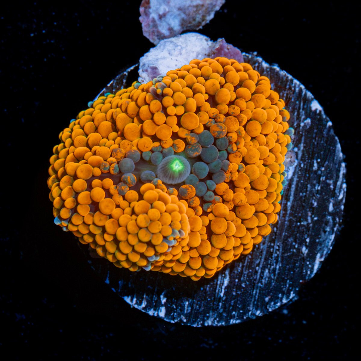 Orange Ricordea Mushroom Coral with mushroom disc in reef aquarium