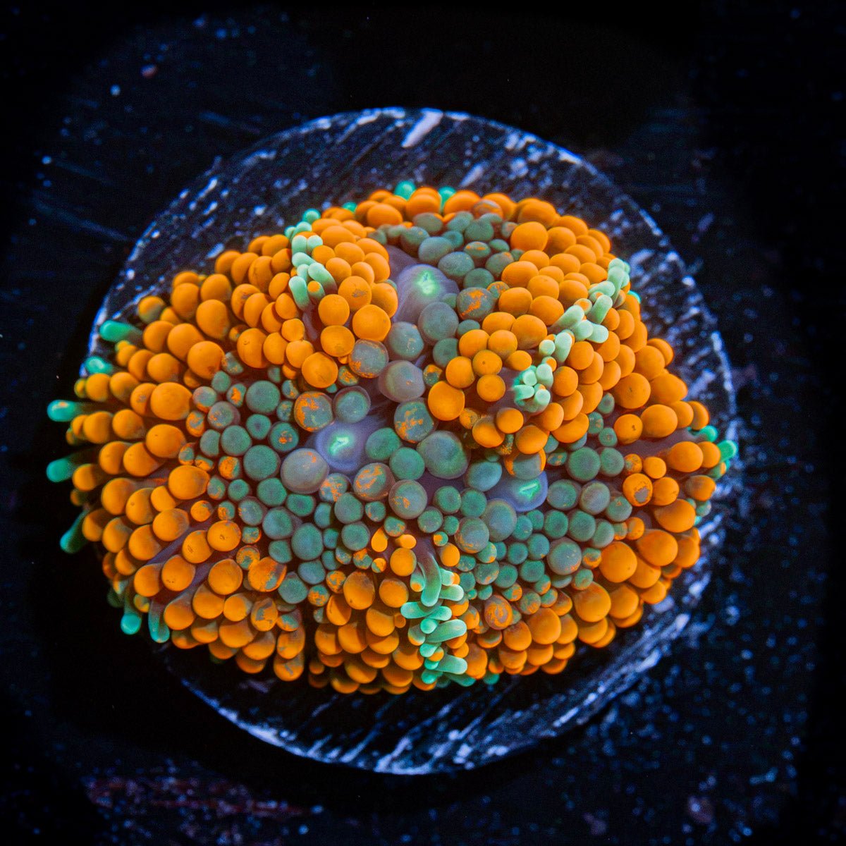 Orange Ricordea Mushroom Coral with mushroom disc in reef aquarium
