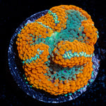 Orange Ricordea Mushroom Coral with mushroom disc in reef aquarium