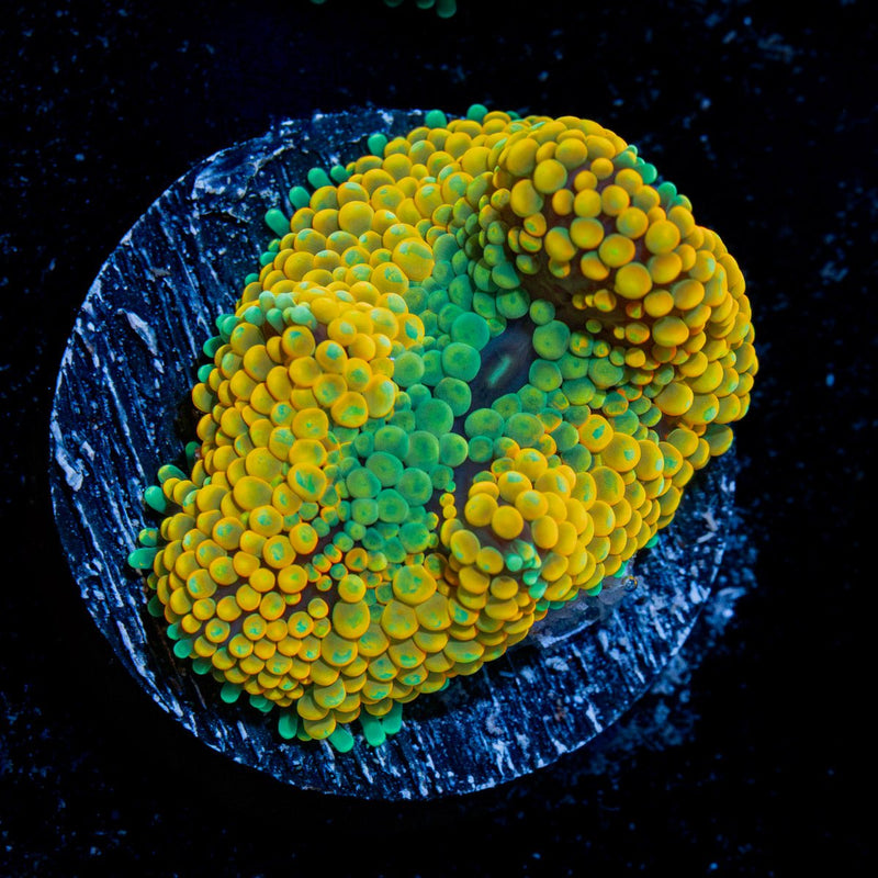 Orange Ricordea Mushroom Coral with mushroom disc in reef aquarium
