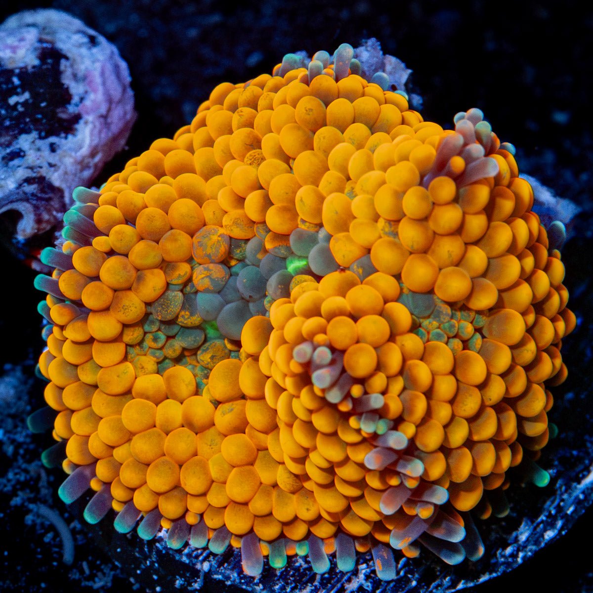 Orange Ricordea Mushroom Coral with mushroom disc in reef aquarium