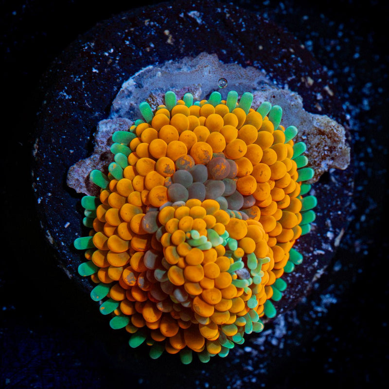 Orange Ricordea Mushroom Coral with mushroom disc in reef aquarium